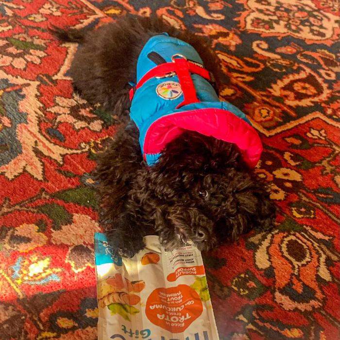 Dog in colorful coat on carpet, with food bag.