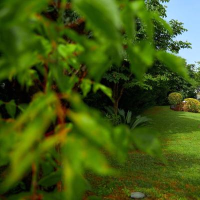 Giardino verde con sentiero, palme e cespugli.