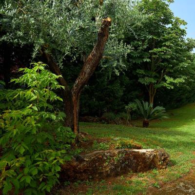 Giardino verde con sentiero, palme e alberi.