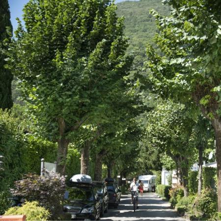 Strada alberata con ciclista e auto parcheggiate, giornata soleggiata.