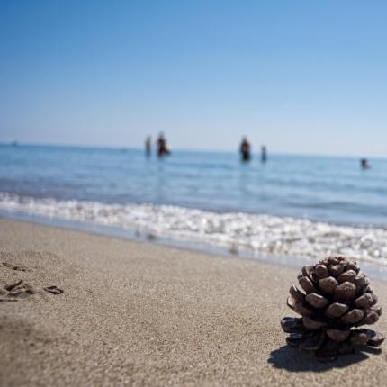 Pigna sulla spiaggia con persone in mare sullo sfondo.