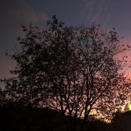 Tramonto con silhouette di albero e casa.