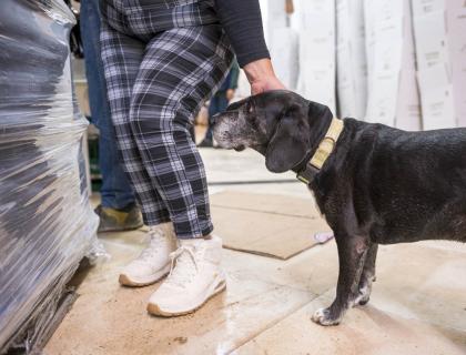 Cane affettuoso riceve carezze, trasmette calore e tenerezza in un ambiente accogliente.
