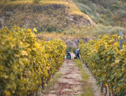 Vendemmia autunnale tra filari dorati, calore e tradizione.