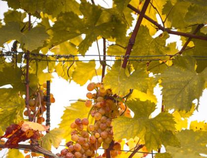 Uva dorata tra foglie autunnali, natura serena e calda.
