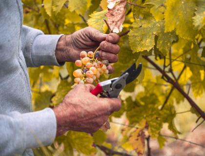 Mani esperte raccolgono uva dorata tra foglie autunnali.