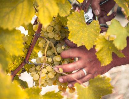 Mani raccolgono uva dorata, simbolo di vendemmia e tradizione.