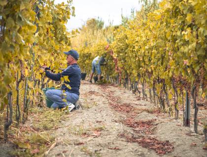 Vendemmia autunnale: raccoglitori tra filari di viti dorate.