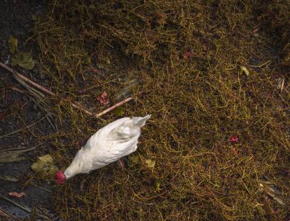 Gallina bianca tra foglie secche e terra, atmosfera autunnale e rustica.