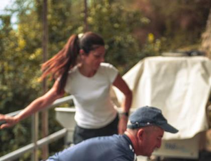 Raccolta di uva in campagna, persone lavorano con passione sotto il sole.