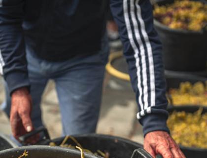 Mani rugose sollevano uva dorata, simbolo di vendemmia e tradizione.