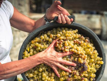 Mani versano uva dorata in una pressa, simbolo di vendemmia e tradizione.