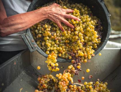 Mani versano uva fresca in un tino, inizio della vendemmia.