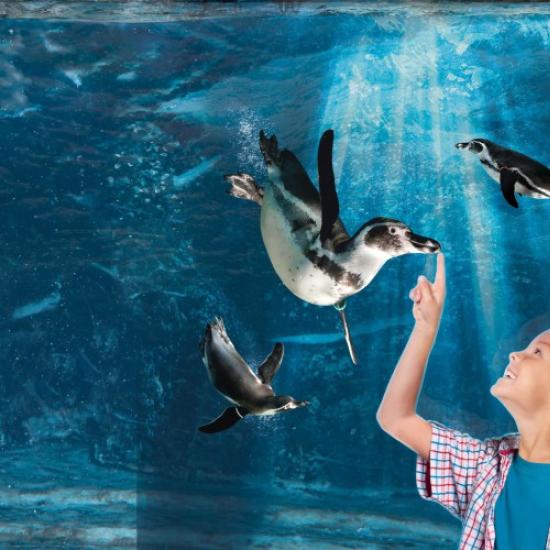 Bambino osserva pinguini nuotare in un acquario.