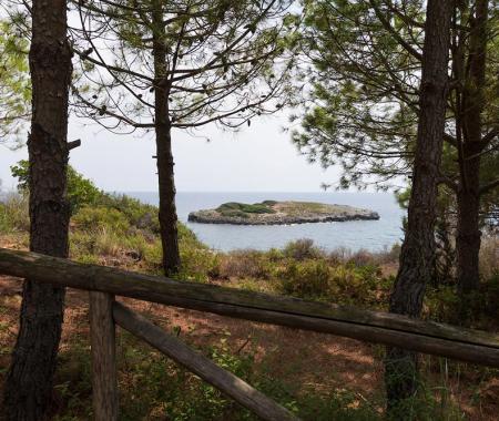 Vista sull'isola attraverso gli alberi, mare calmo.