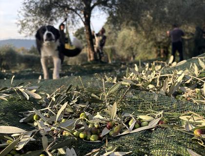 Raccolta delle olive con un cane e persone in un uliveto.