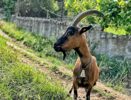 Capra marrone con campanaccio su un sentiero erboso.