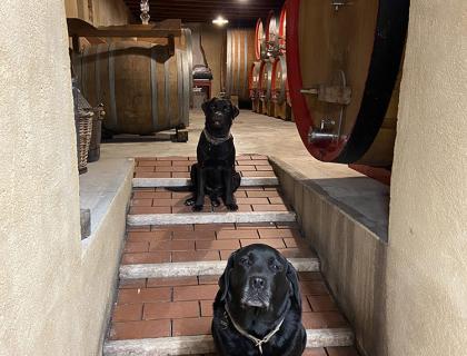 Due cani neri in una cantina con botti di vino.