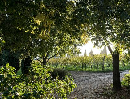 Sentiero tra alberi e vigneti illuminati dal sole.