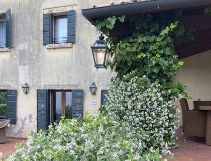 Casa con edera e fiori bianchi su parete e pergolato.