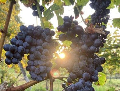 Uva matura su vite al tramonto, sole che filtra tra i grappoli.