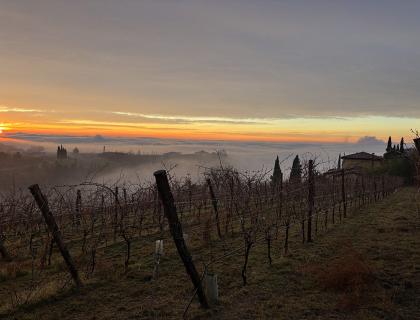 Vigneto al tramonto con nebbia e cipressi.