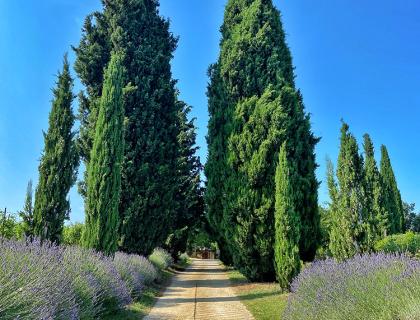 Sentiero tra cipressi e lavanda sotto un cielo azzurro.