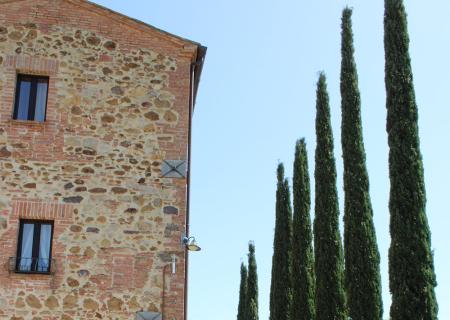 Cipressi maestosi accanto a un rustico muro in pietra, atmosfera di pace toscana.