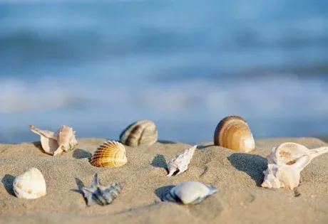 Conchiglie colorate sulla sabbia, sfondo mare blu.