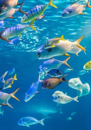 Pesci colorati nuotano in un acquario blu.