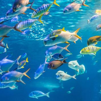 Pesci colorati nuotano in un acquario blu.
