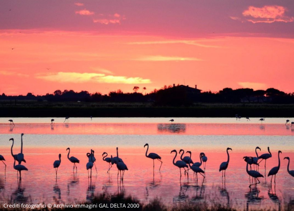 Fenicotteri al tramonto, colori caldi e riflessi sull'acqua.