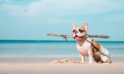hotelkristalex en offer-may-in-hotel-with-many-pet-friendly-services-in-cesenatico 019