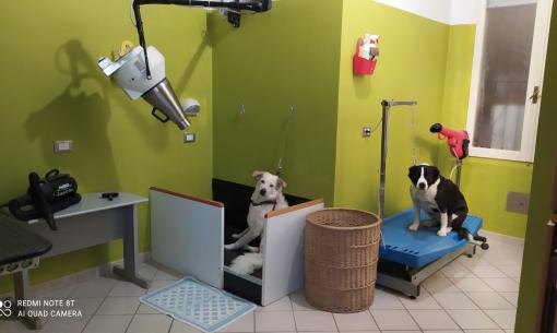 hotelkristalex en pet-friendly-stay-without-extra-charge-pets-allowed-in-hotel-in-cesenatico 023