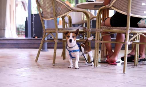 hotelfraipini en holidays-with-pets-in-rimini-dog-friendly-offer-with-beach 012