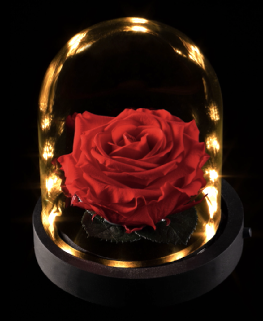 Rosa stabilizzata di vetro con luci led