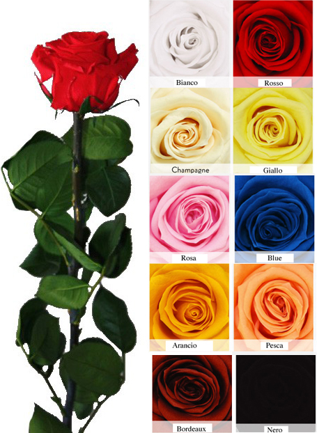 Idea regalo Rosa rossa naturale stabilizzata con stelo