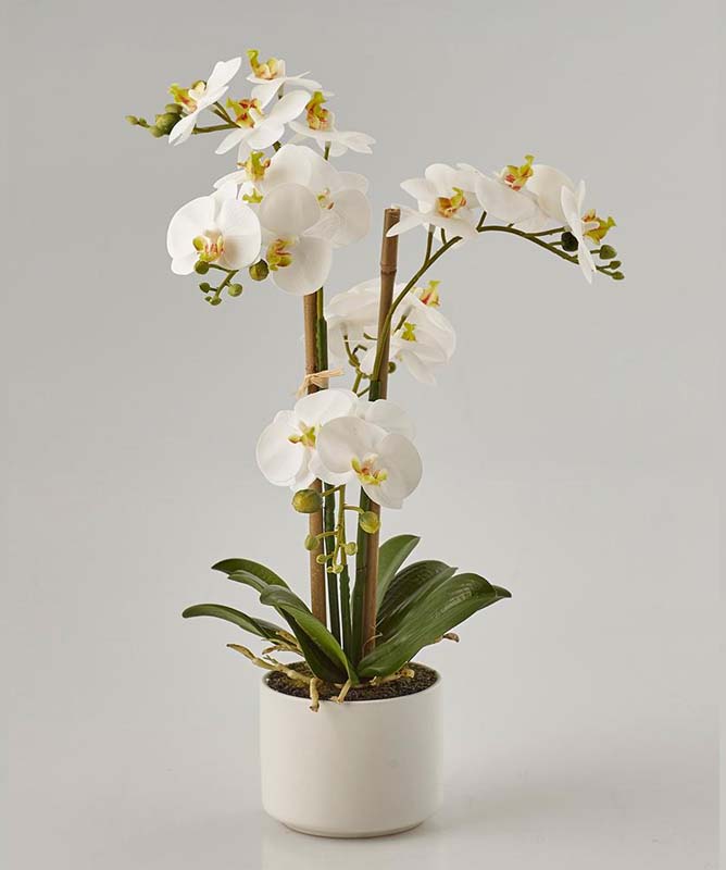 Pianta di Orchidea Annika - Scegli il Colore