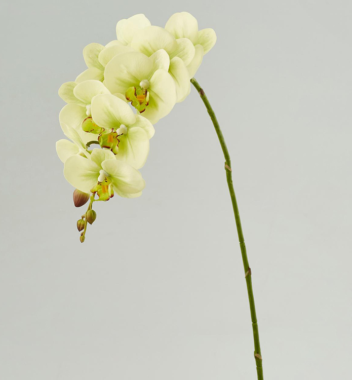 Orchidea Artificiale Verde