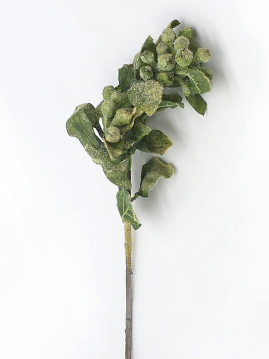 Corona di eucalipto artificiale ANDRIUS con frutti, grigio-verde