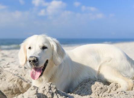 Maggio Al Mare Con Il Tuo Cane