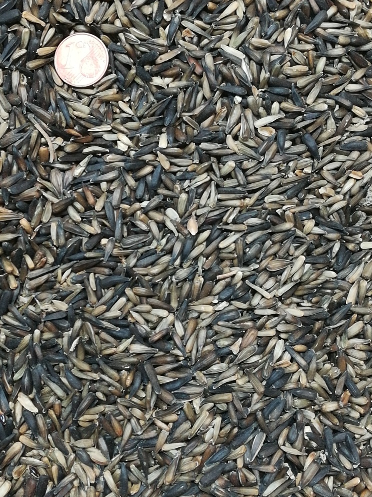 Selezionati semi di girasole neri più piccoli per uccelli: richiedi  informazioni a Hobby Natura Ornitologia