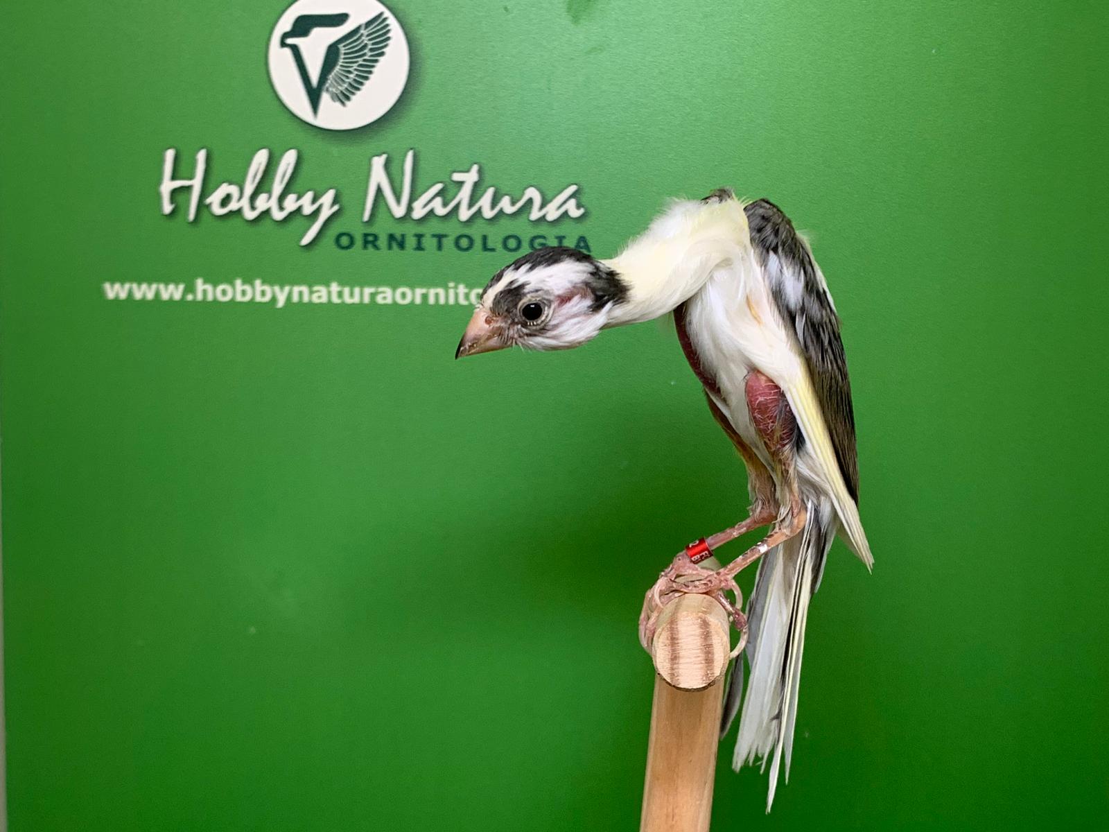Gibber Italicus Richiedi Informazioni A Hobby Natura Ornitologia Hobby Natura Ornitologia