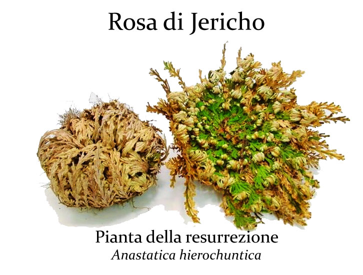 Rosa di Jericho Piccola