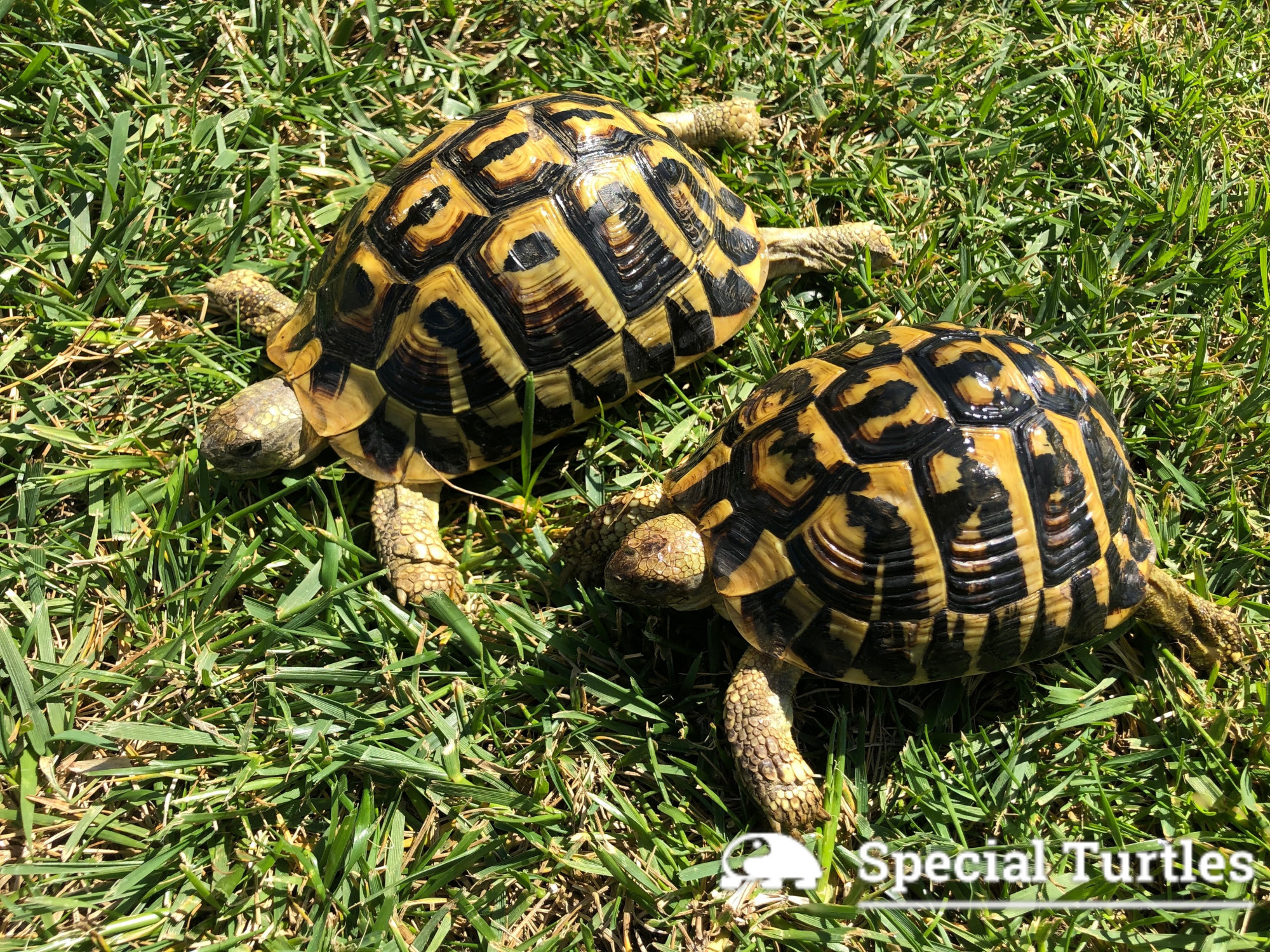 Testudo Hermanni Hermanni 12 16cm In Vendita Allevamento Testudo Hermanni Hermanni Special Turtles